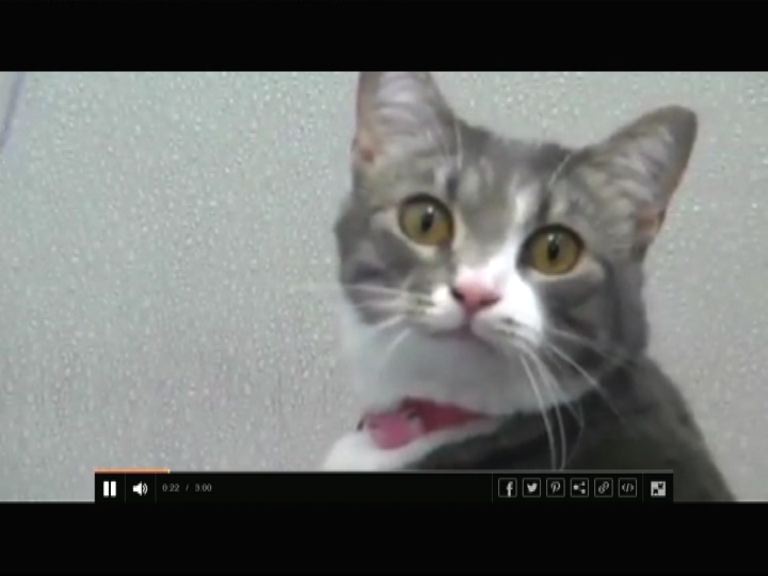 【環球薈報】專家：看貓影片助提神