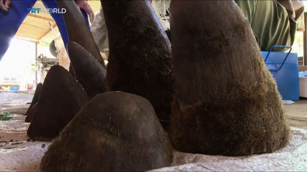 【環球薈報】南非網拍犀牛角惹批評