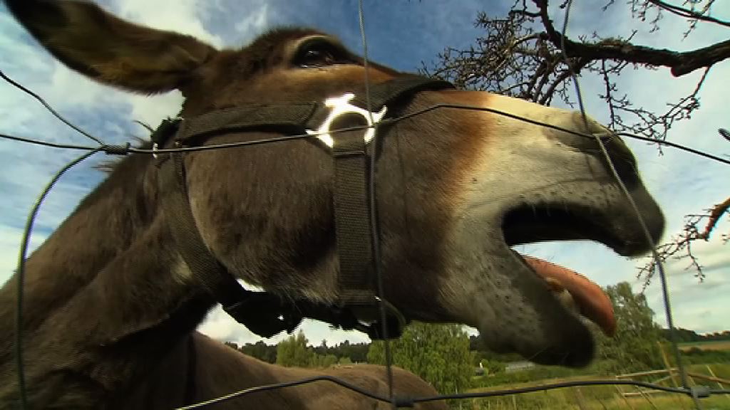 【環球薈報】德國驢仔誤咬跑車　主人被裁定須賠償