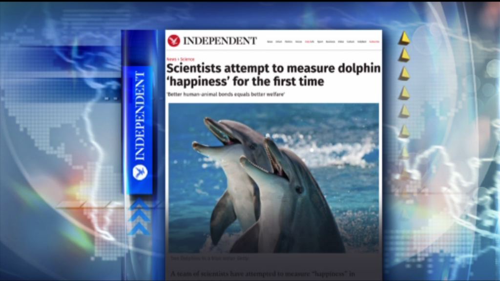 【環球薈報】圈養海豚最期待與人互動