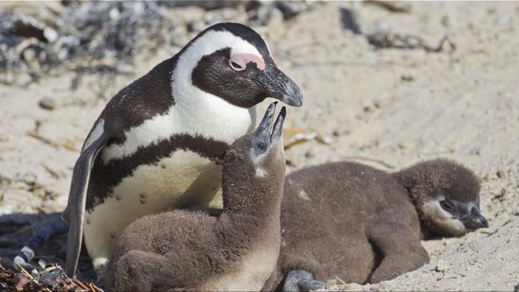 【環球薈報】非洲企鵝生命受寵物犬威脅
