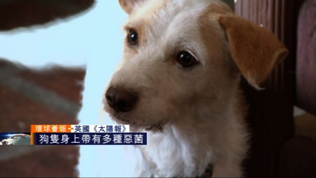 【環球薈報】專家指狗隻身上帶有多種惡菌