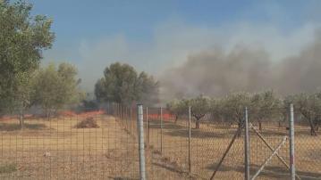 希臘山火持續　風勢強勁加劇撲救難度