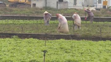 廣東遇嚴寒 供港菜場加強保護農作物