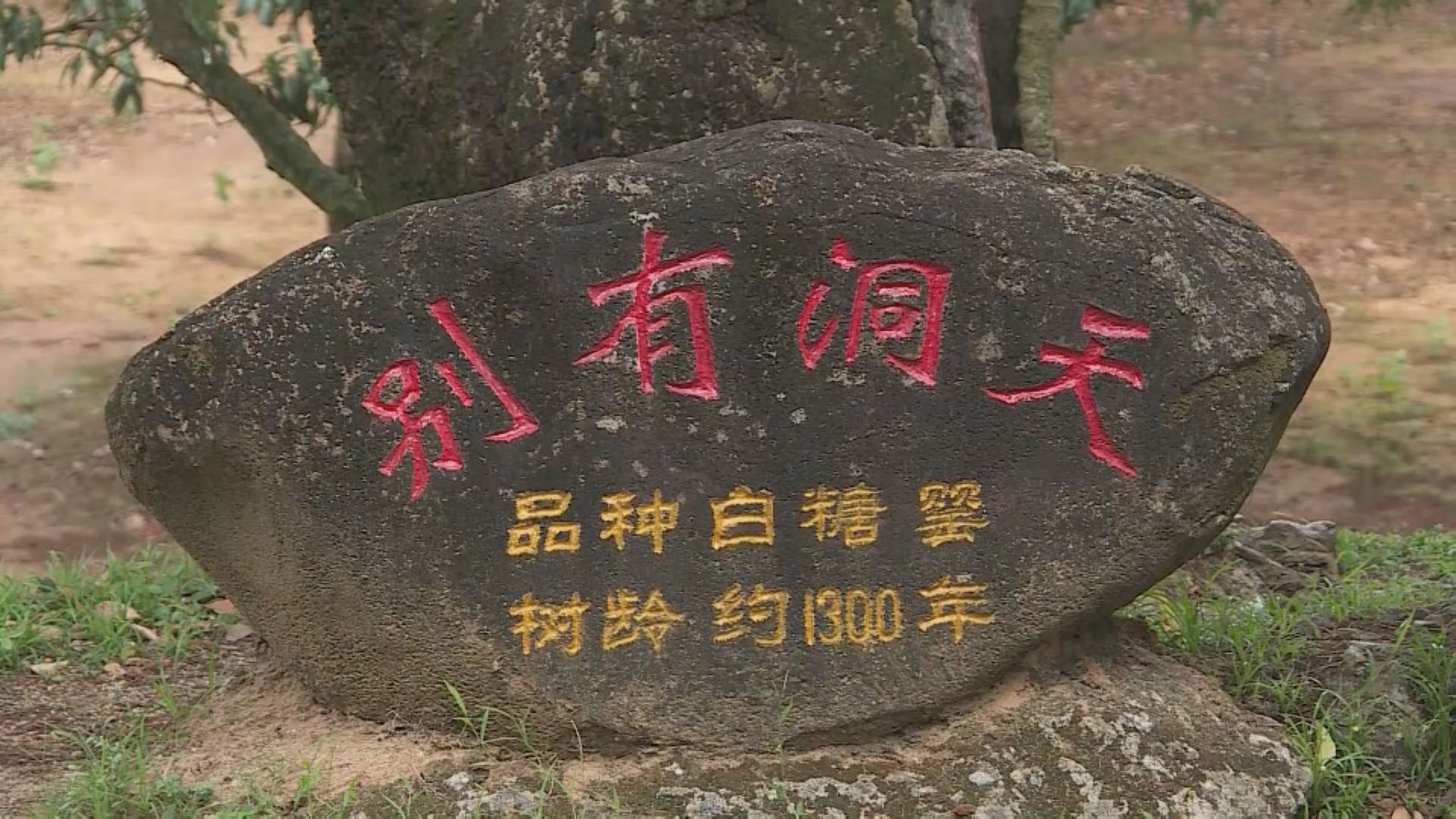 千年荔鄉茂名柏橋村發展文創旅遊　帶動村民收入