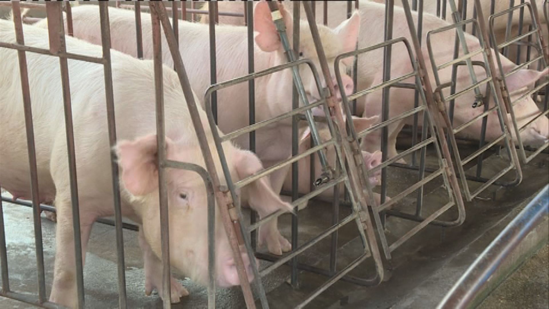 港府：廣州黃埔區無註冊供港活豬養殖場