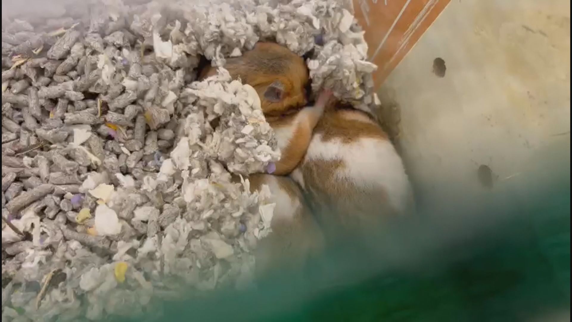 大部分可售賣倉鼠寵物店今日起可以復業