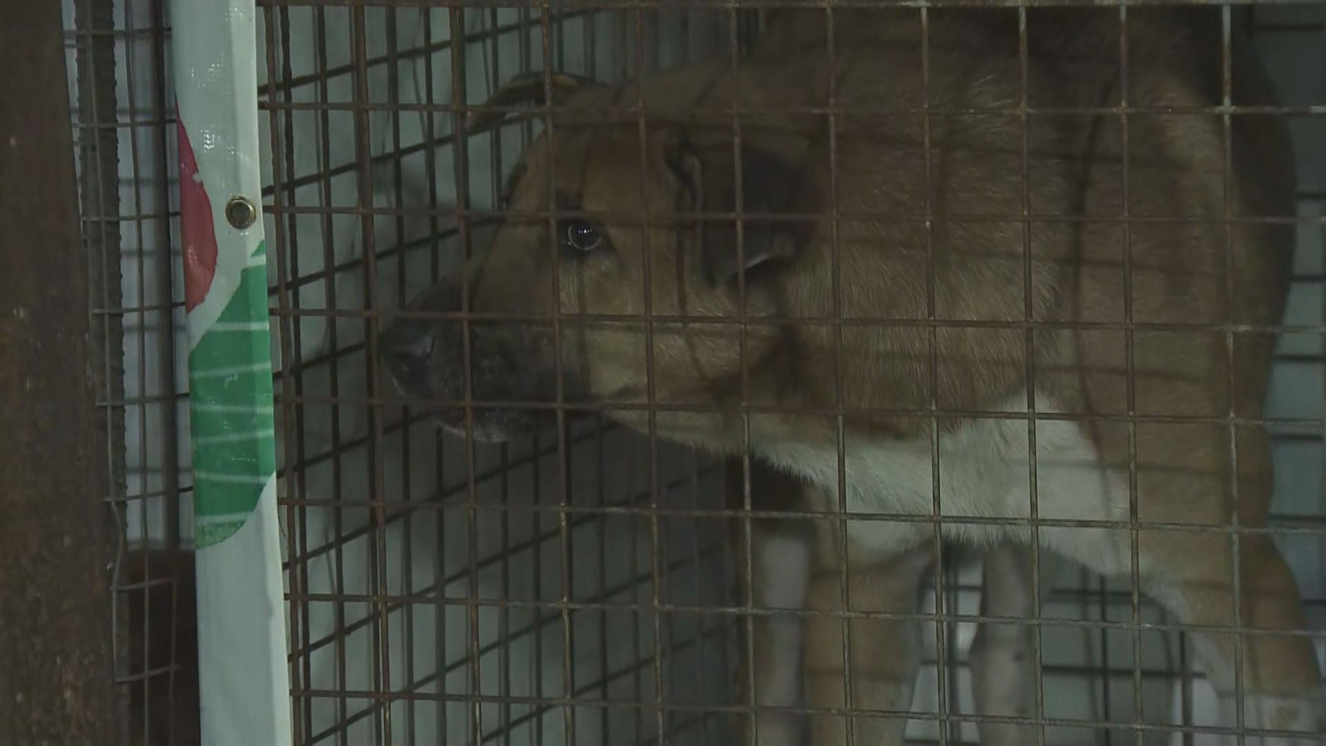 八鄉山火附近狗場百多隻貓狗撤離　無人傷