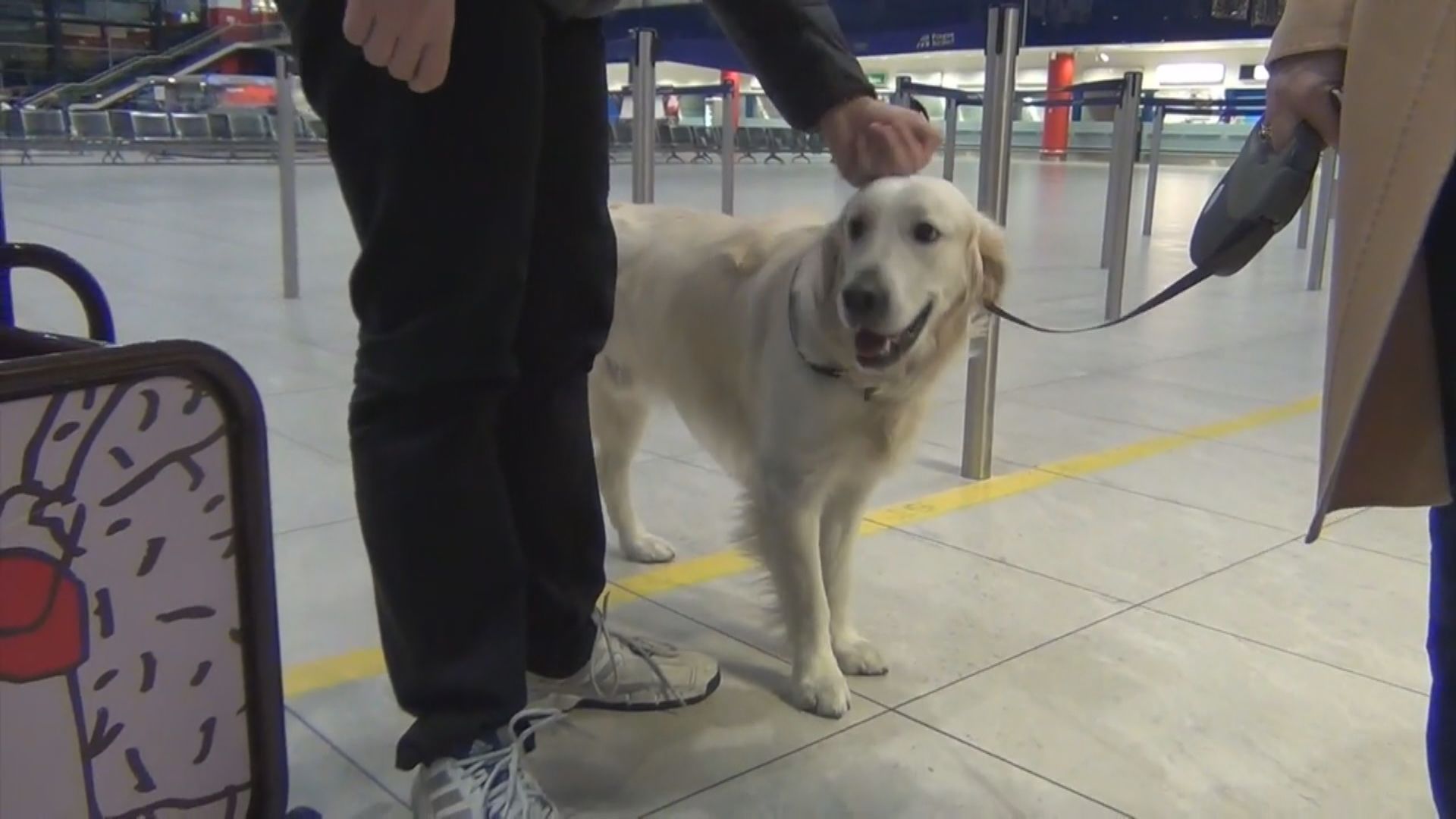 航班減少下攜同寵物移居者改搭私人飛機