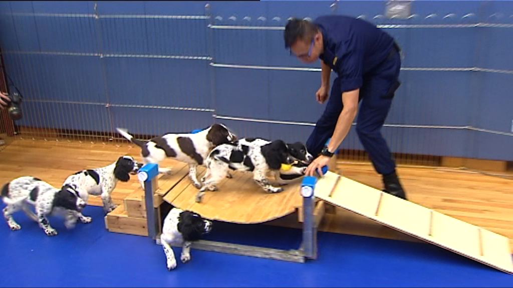 懲教海關合作繁殖工作犬