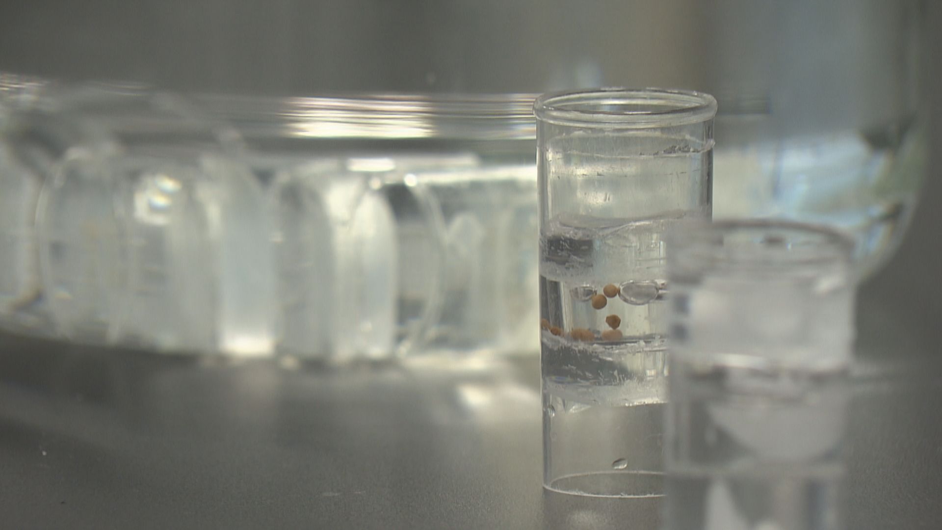 「人工青口」能監測海洋核污染 研究團隊指會與政府商討監測本港水域