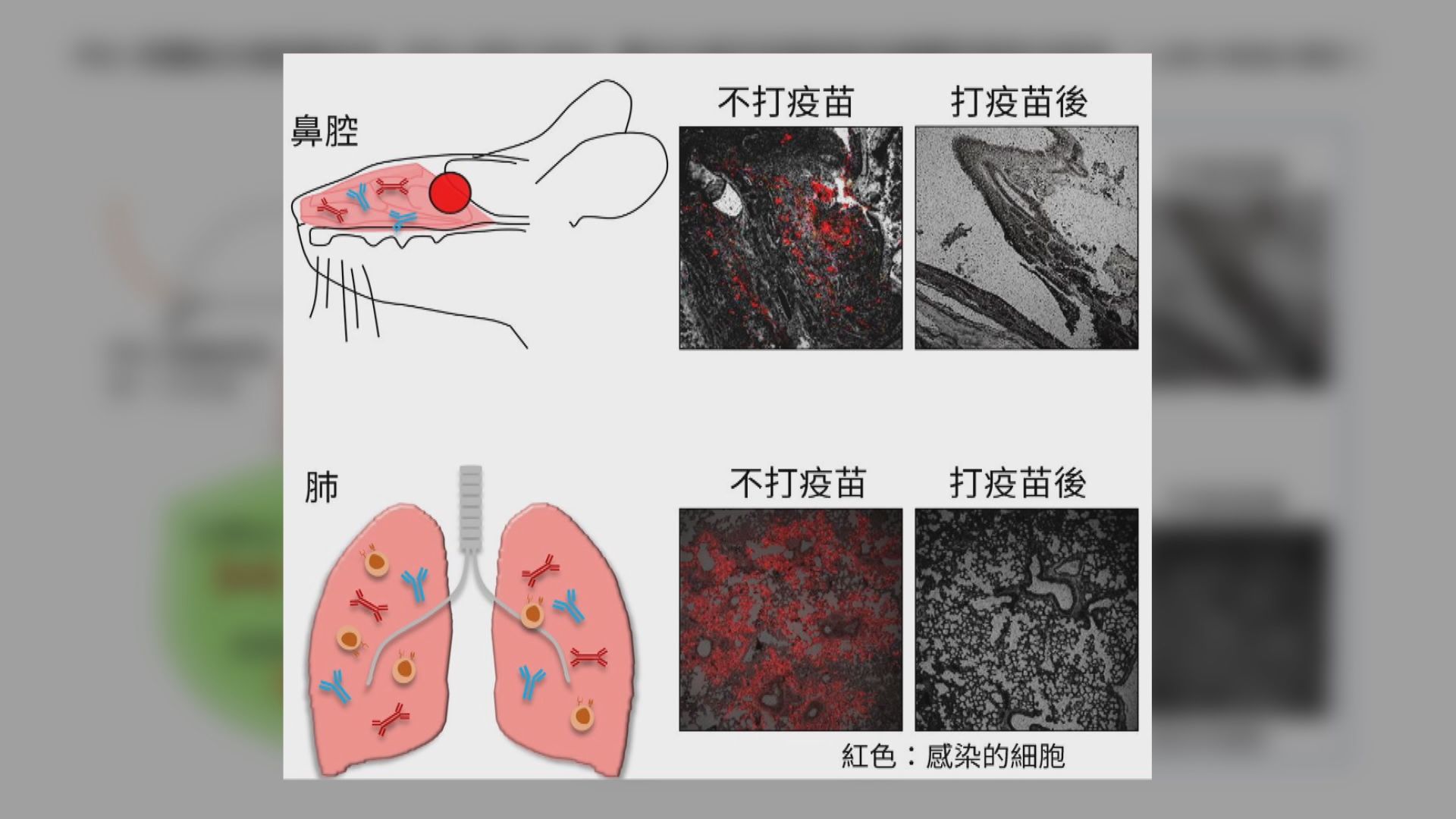 港大研究發現預防新冠病毒感染肺部和鼻腔的疫苗方案