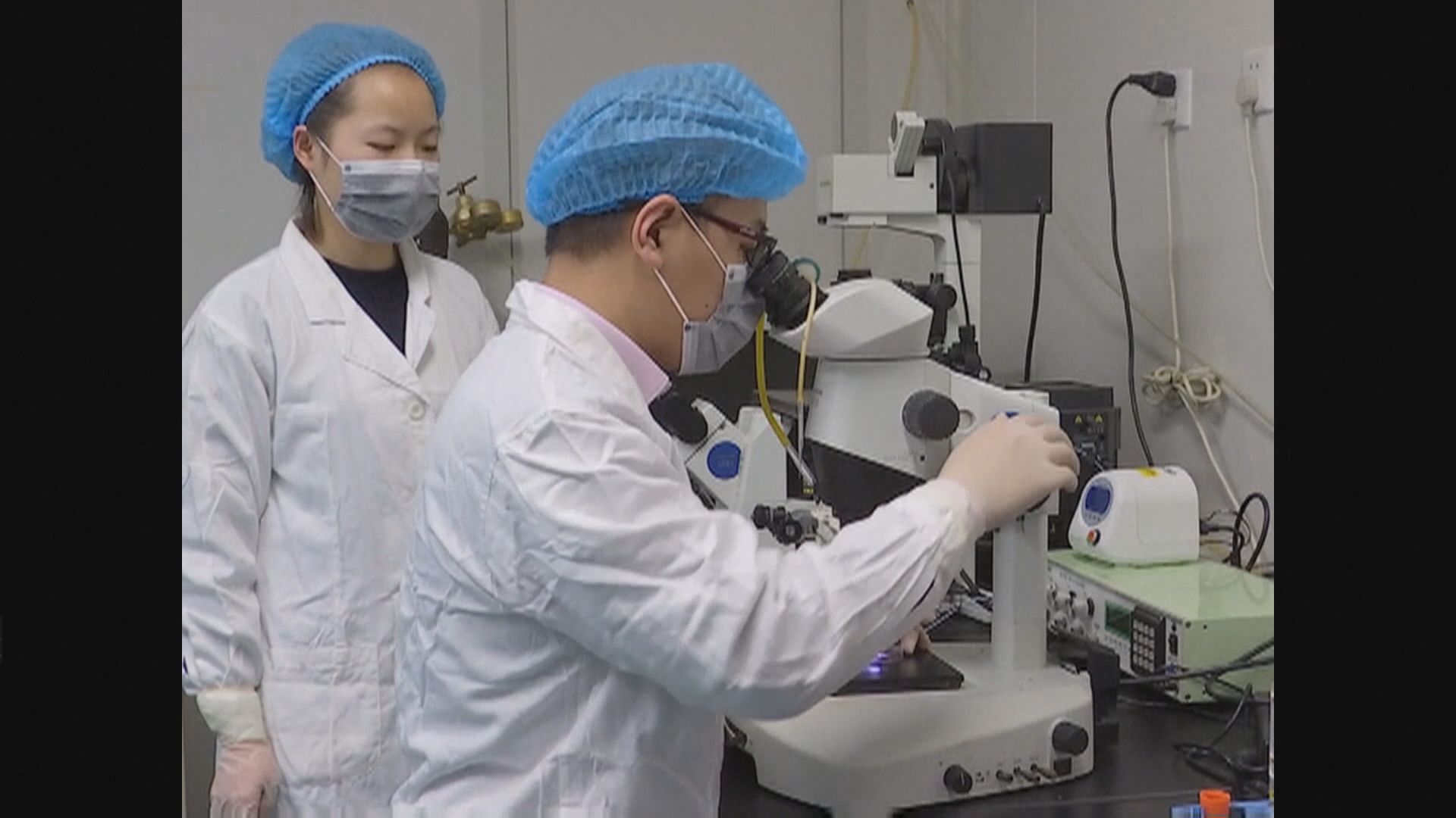 【道德爭議】中美科學家成功創造人猴混合胚胎