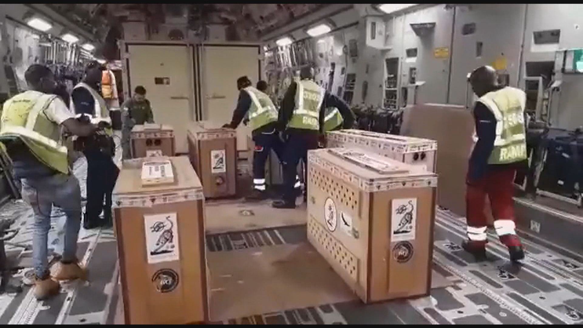 印度由南非引入獵豹　首批12隻已運抵 