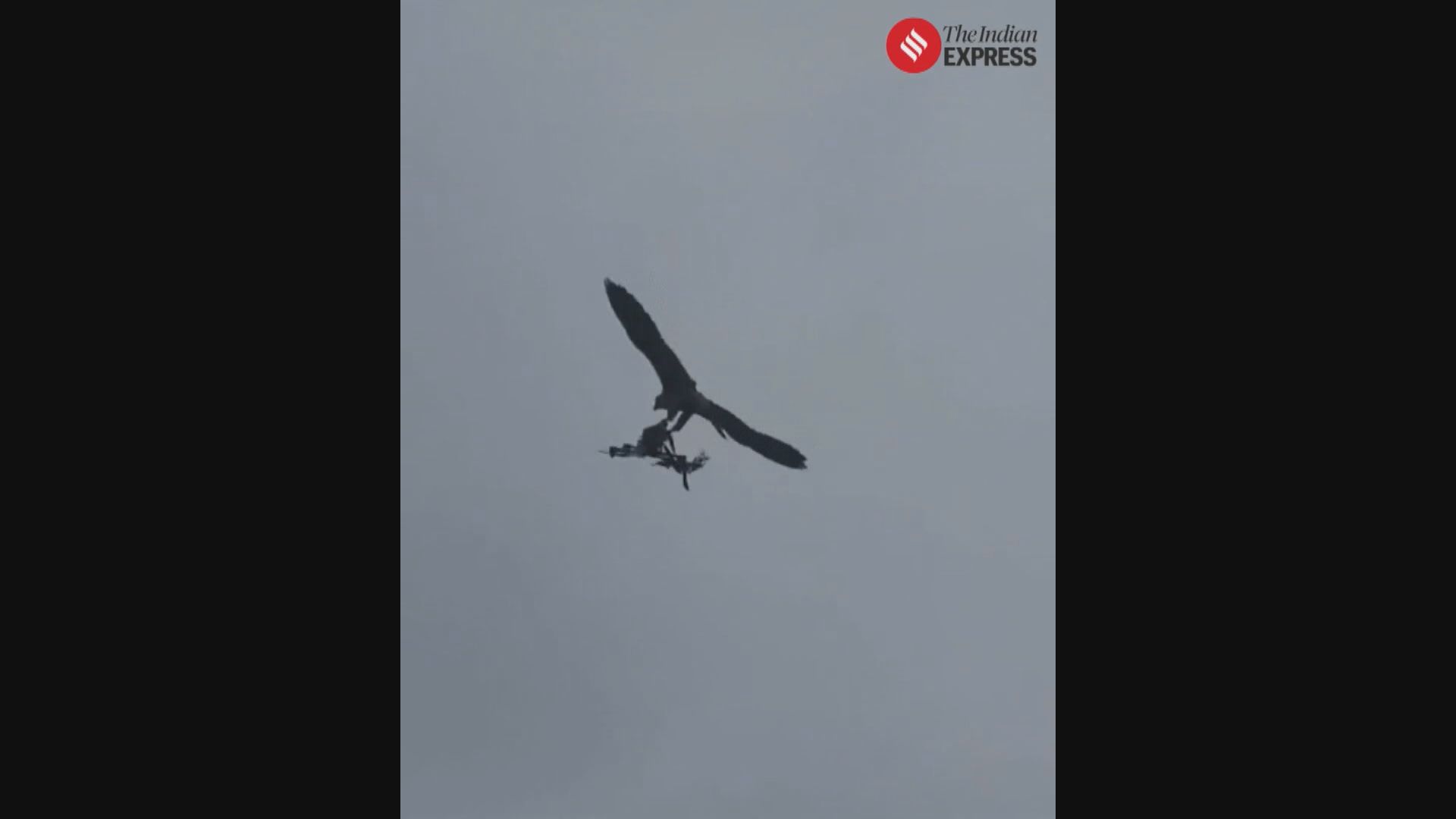 印度用鷹執行反無人機任務　成效顯著