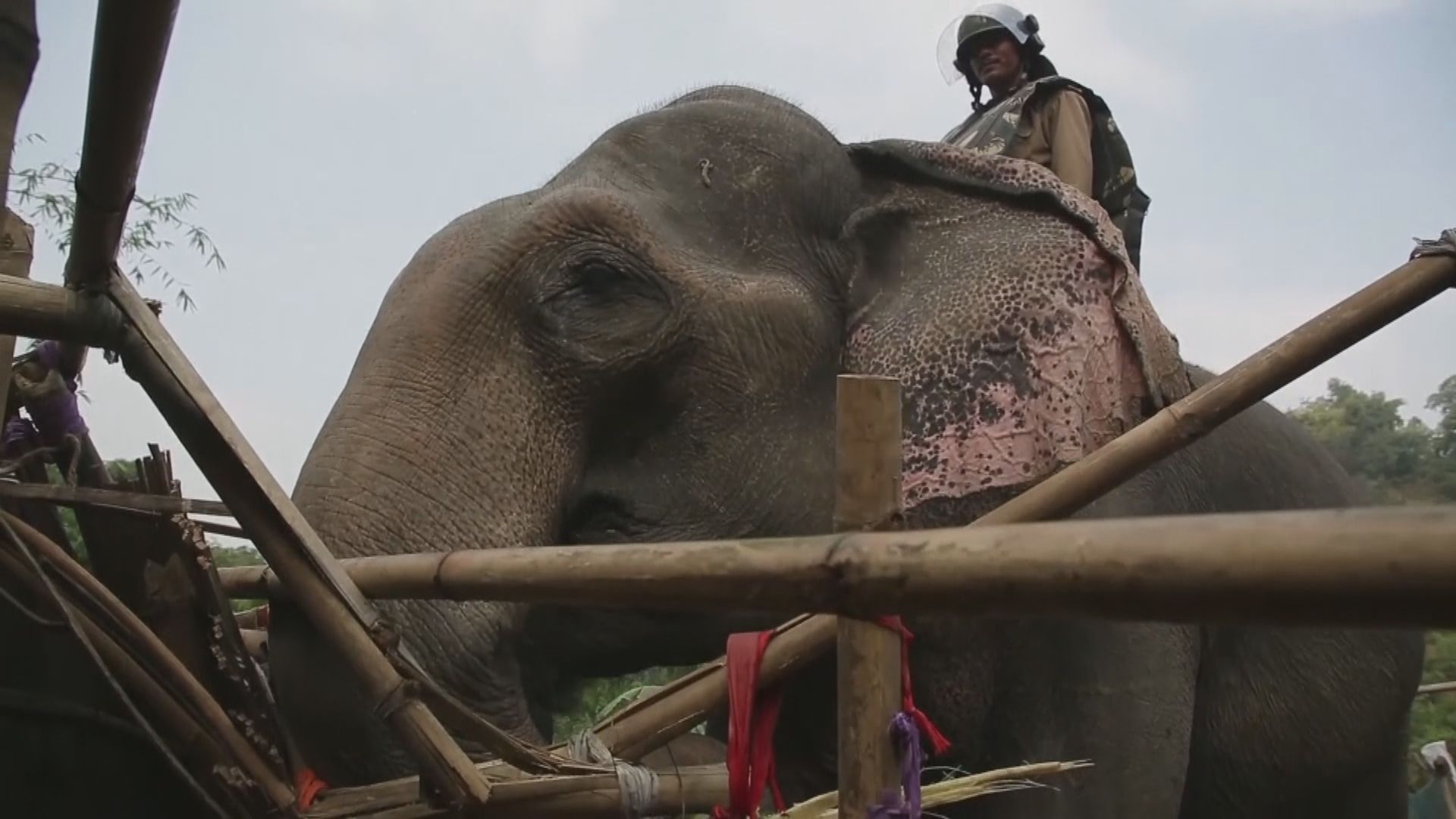 印度將「殺人象」安置到野生老虎保育區