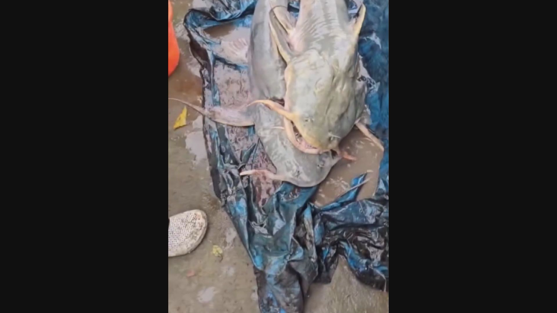 泥石流將大量不明魚類沖到印度　當局籲切勿進食