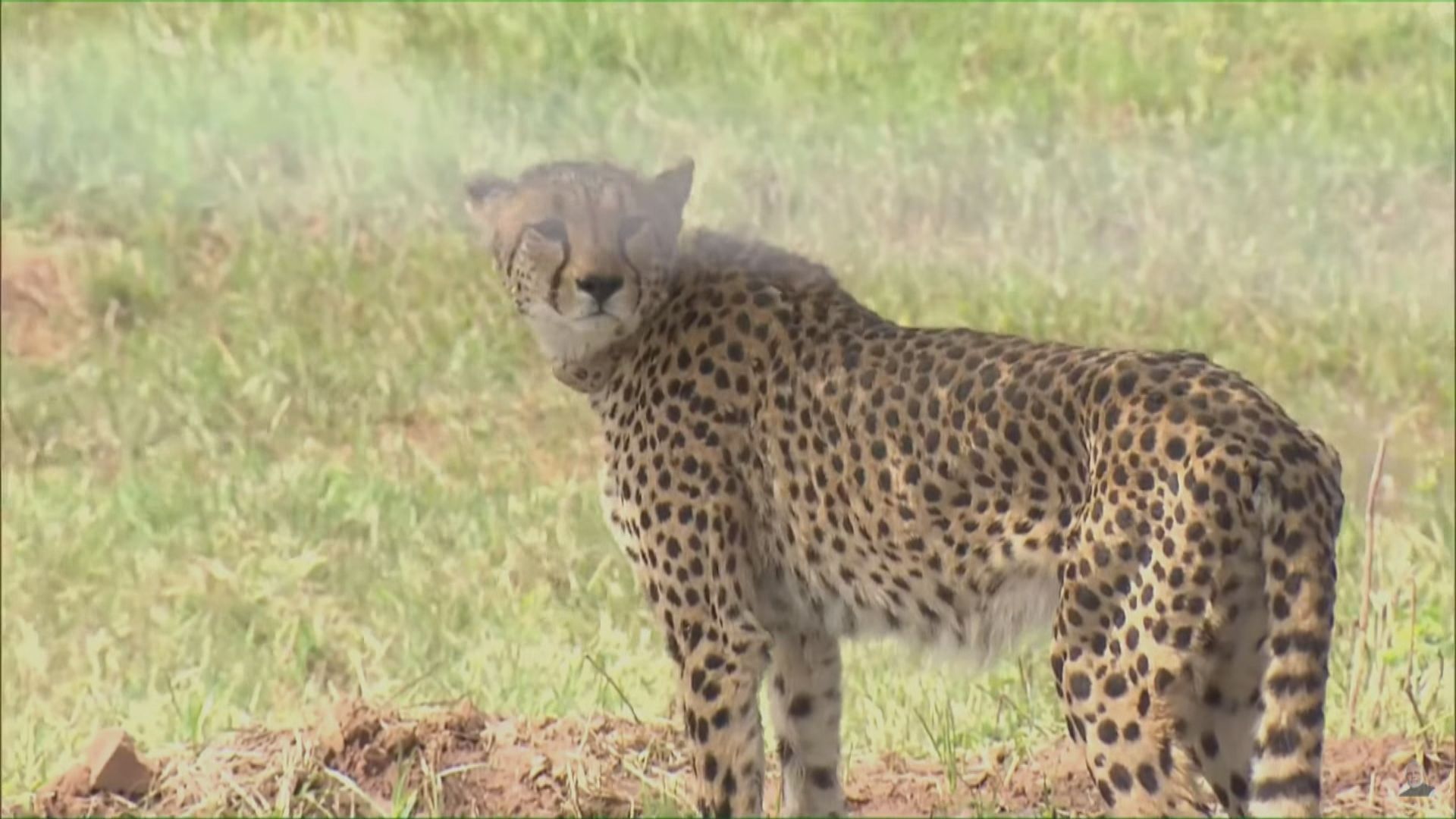 印度從非洲引入絕跡70年獵豹