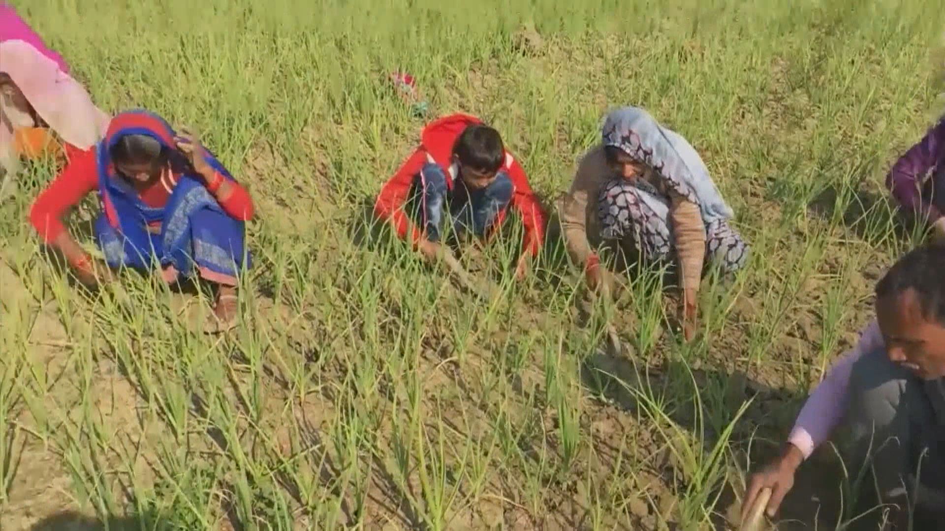 印度總理莫迪取消三項受爭議農業改革法案