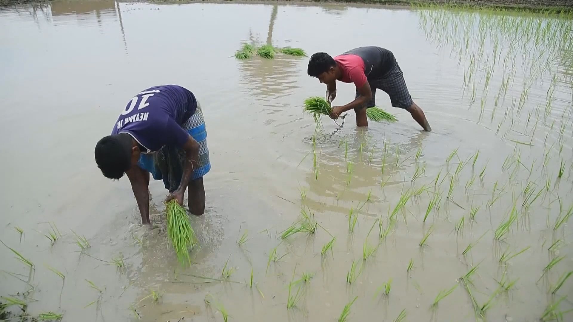 印度禁止印度香米以外白米出口
