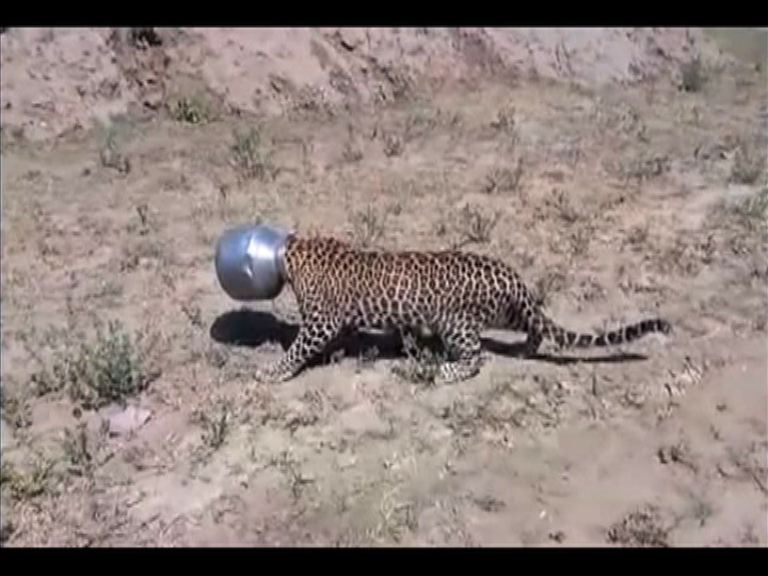印度豹為喝水頭卡金屬罐遊蕩