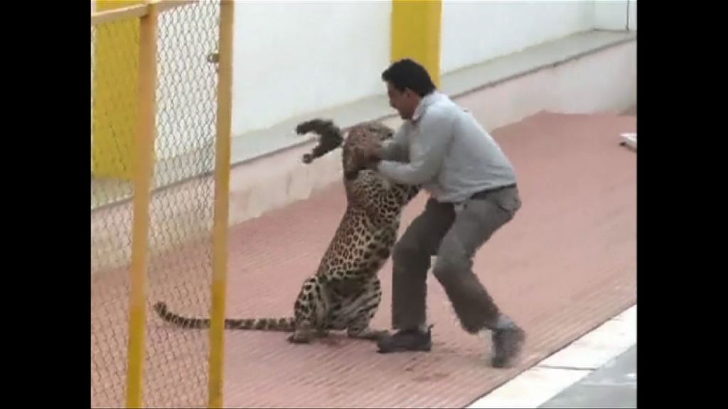 印度南部有豹闖入學校六人傷