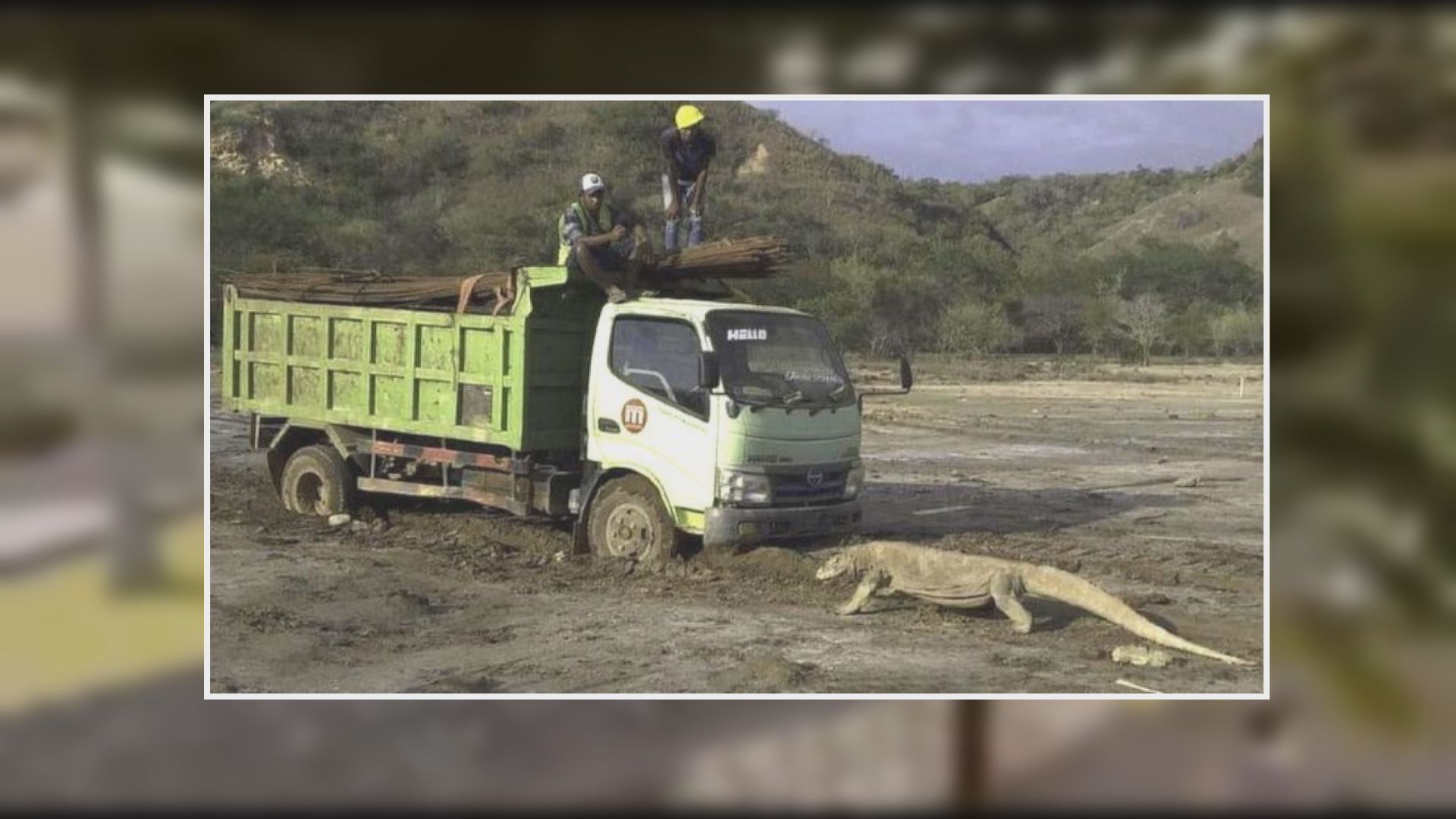 【捍衛家園】科莫多龍阻擋工程車照片引起環保爭議