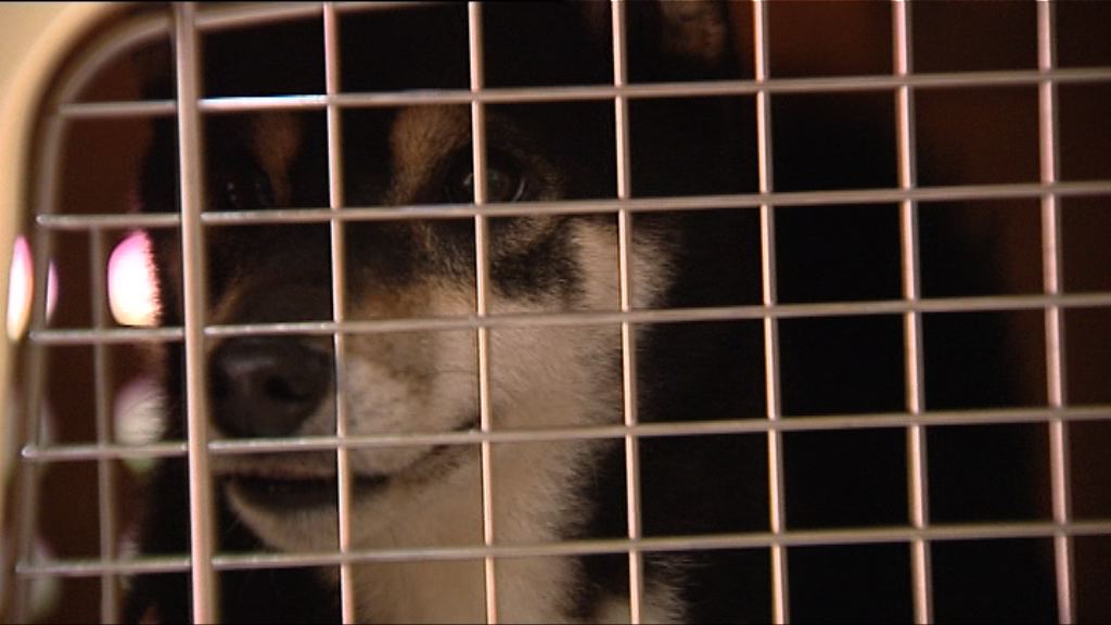 【PetPet商機】帶埋愛寵踏上「飛」一般旅程！