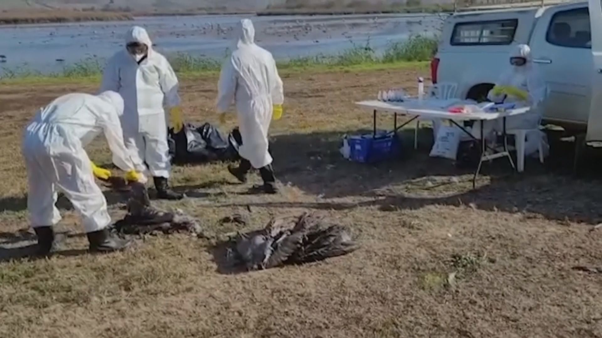 以色列有候鳥爆發禽流感　或釀雞蛋短缺