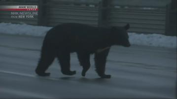 日本櫪木縣警方演習扮熊襲擊人類　應對近期野熊襲擊人事件