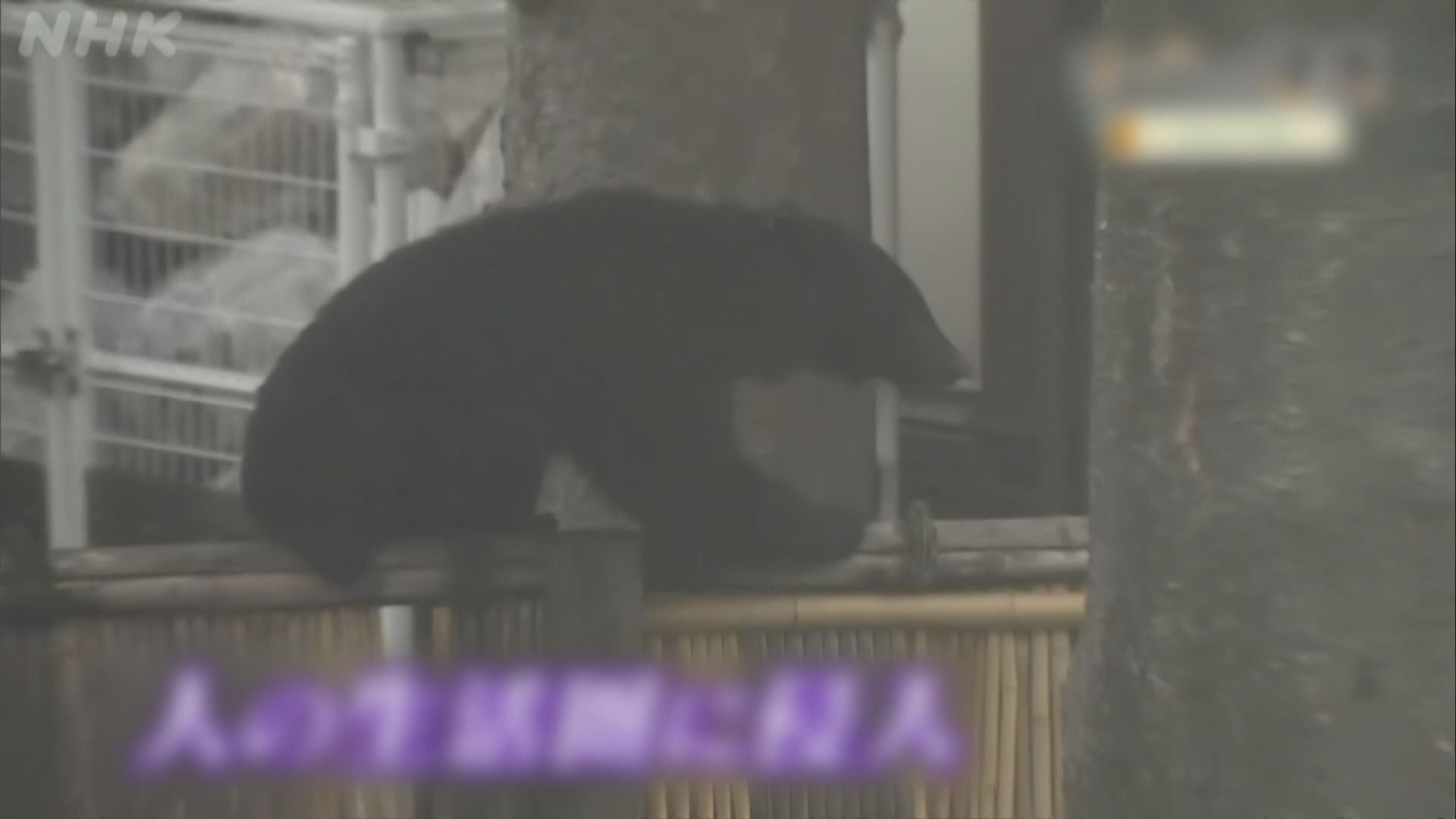 日本熊出沒｜中國駐日本大使館發出提醒應防範野生動物襲擊