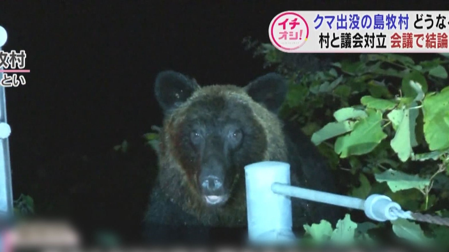 日本搖滾樂手自彈自唱教民眾熊出沒時怎脫身