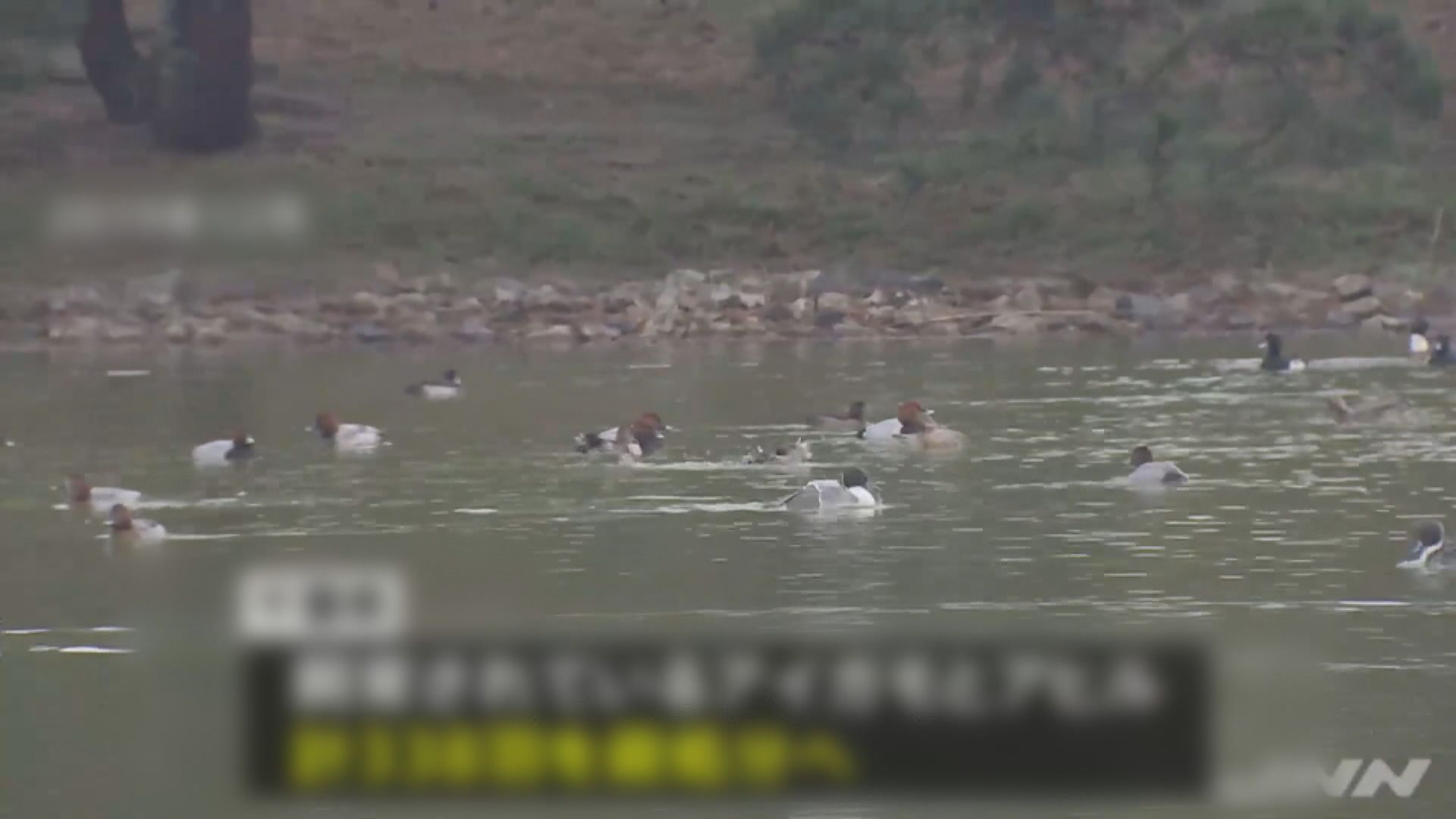 日本關東地區養殖場今季首次爆發禽流感疫情