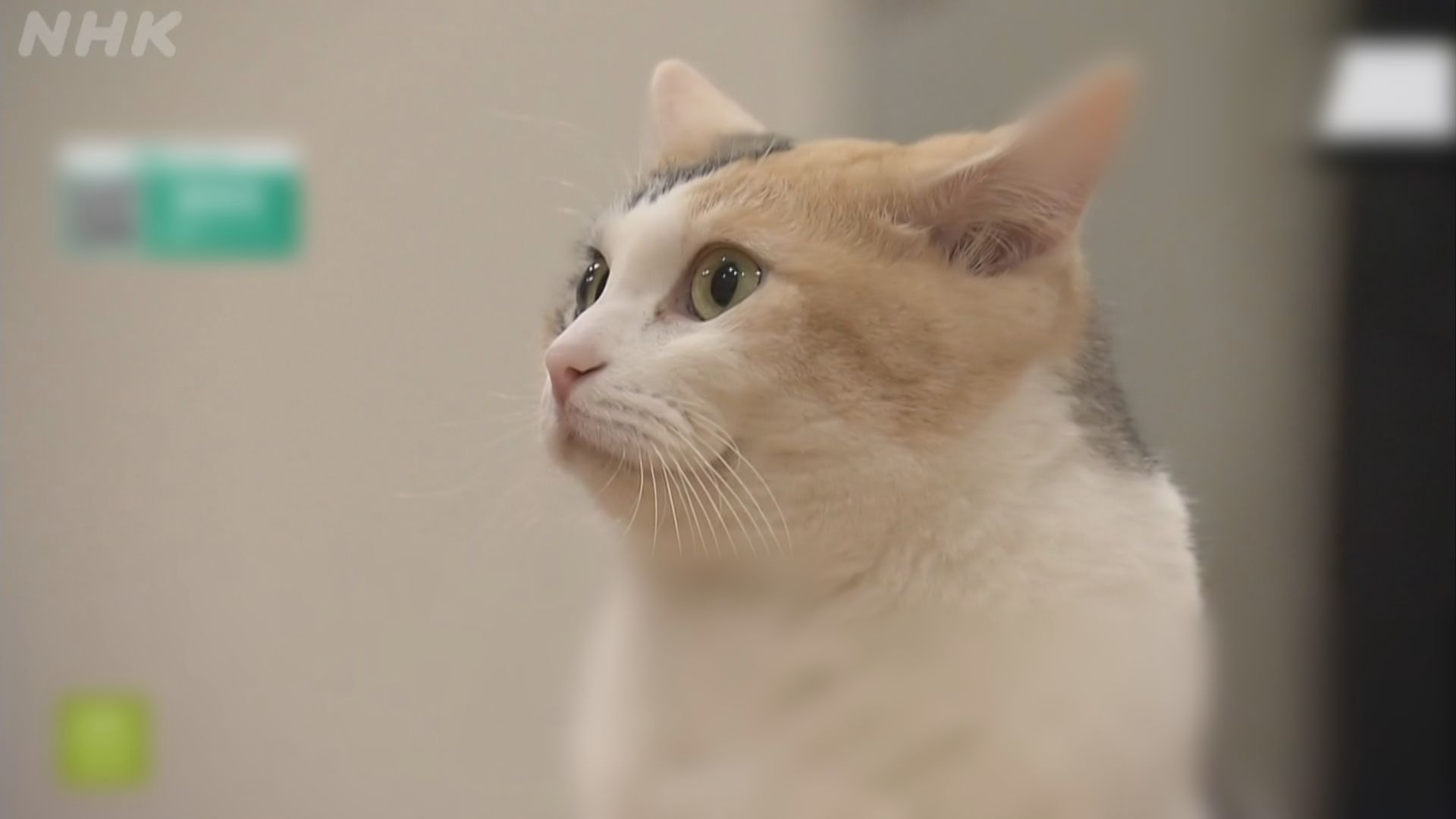 日本研究團隊解開三色貓顏色形成之謎　與基因缺失有關