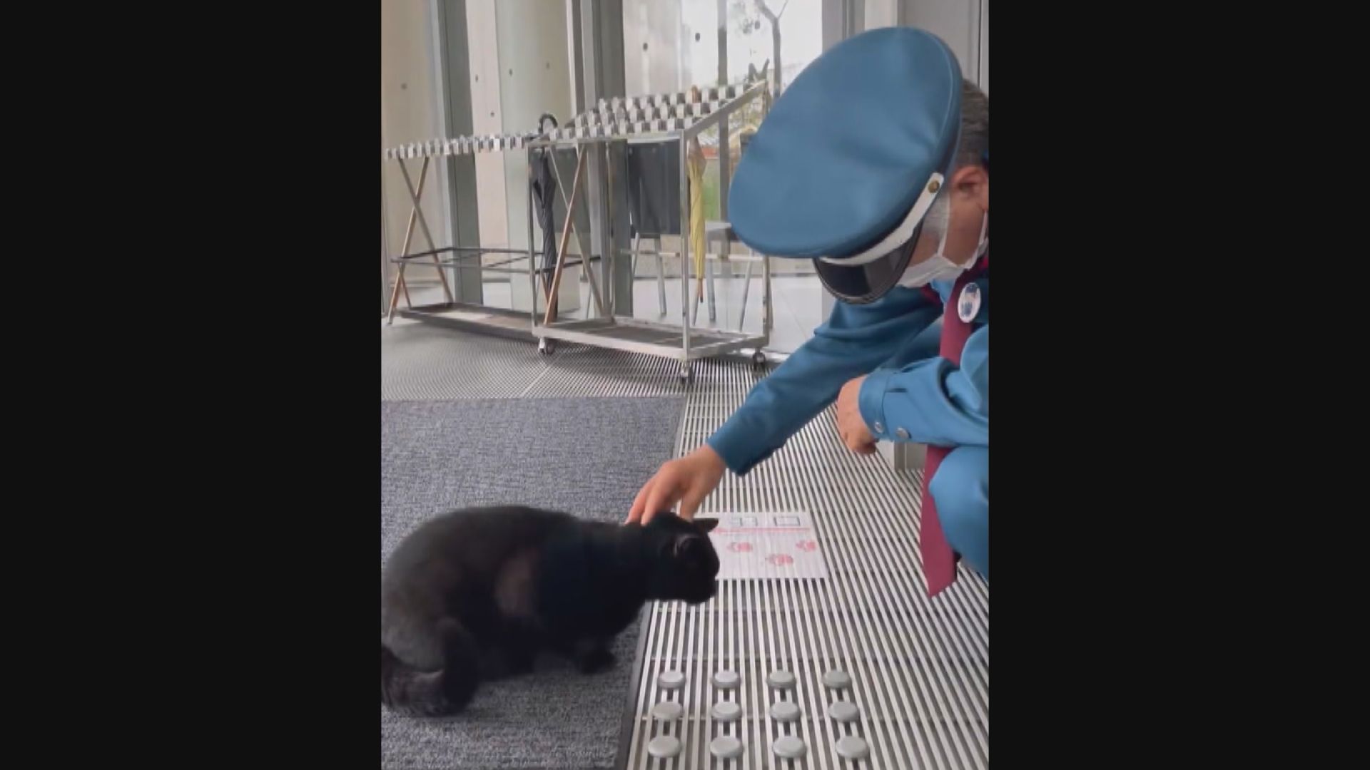 日本廣島縣著名黑貓病逝　曾多次擅闖美術館成名