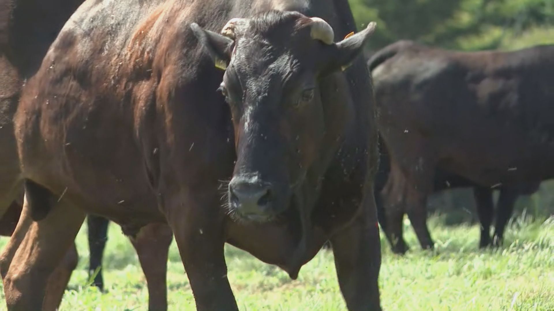福島藍眼牧人守護200「輻射和牛」12載 反對日本政府排放核污水