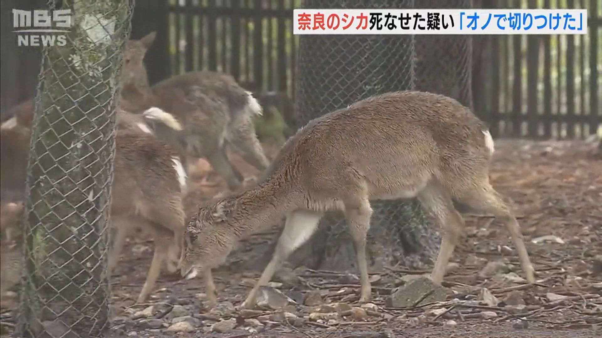 日男子涉用斧頭斬死奈良鹿被捕