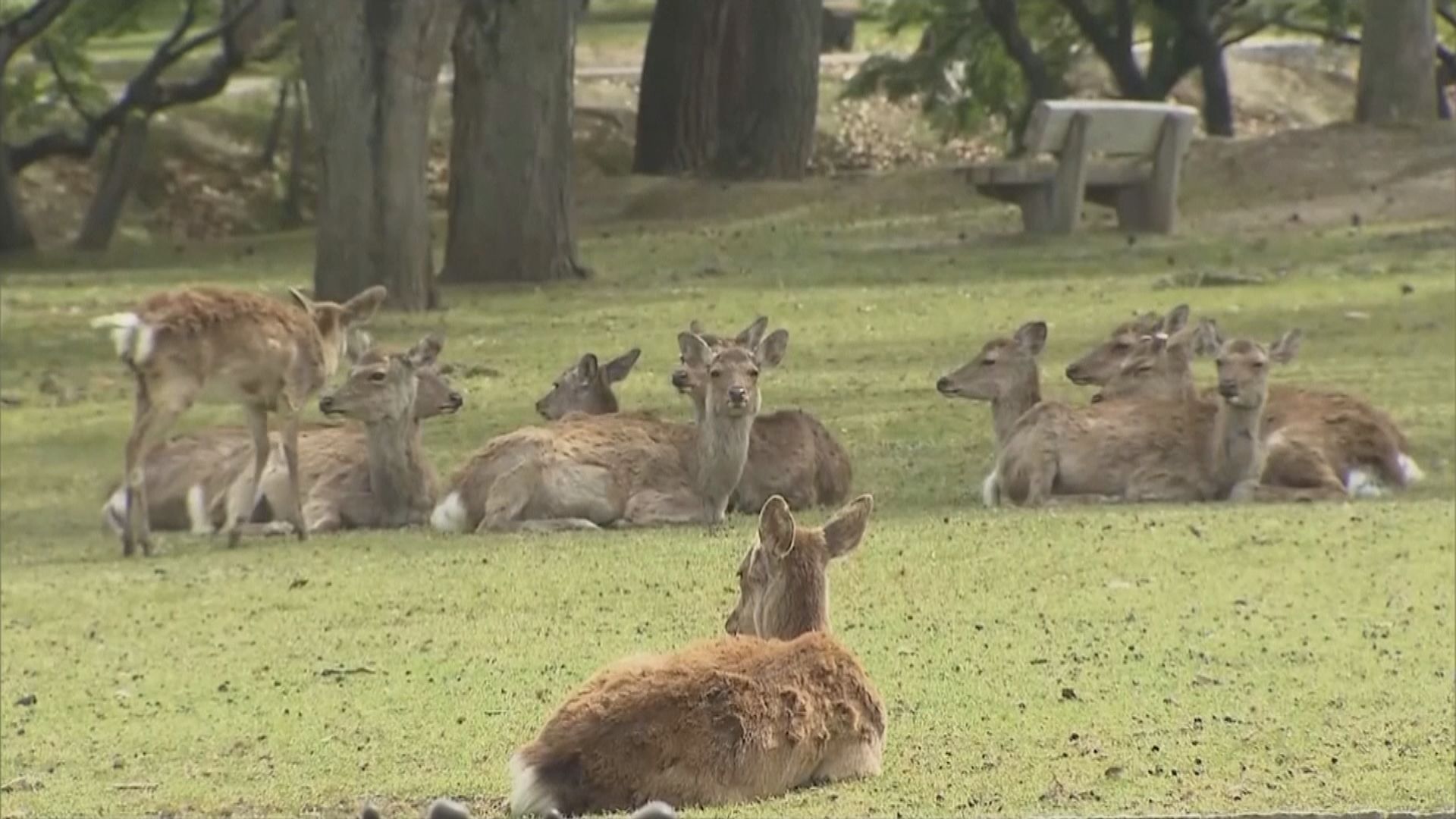 研究指日本奈良鹿有獨特基因　料跟人類逾千年保護有關