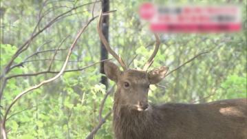 奈良鹿傷人事故增逾兩倍　當局發「嚴重注意」警告籲遠離