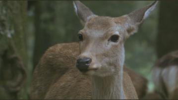 日本奈良鹿數量創新高　旅客被鹿所傷個案亦增加