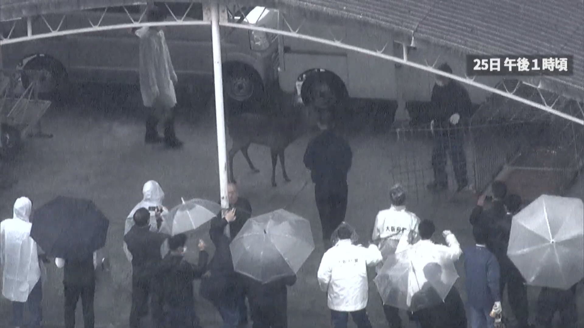 日本大阪鹿出沒｜有鹿闖警署遭擒　受限法規無法移交奈良放歸