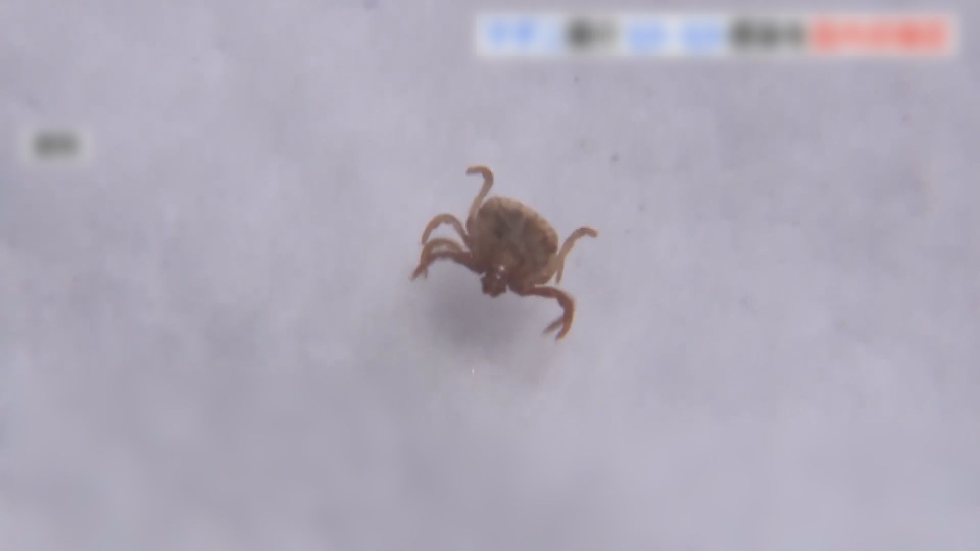 遊日注意｜日本全國去年共錄得191宗蜱蟲病個案創新高　病毒正向日本東部蔓延