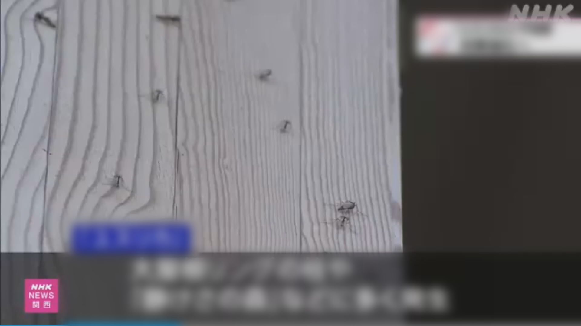 大阪世博會場爆蚊蟲危機嚇窒遊客　主辦單位噴灑殺蟲劑救急