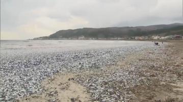 北海道函館有大量沙甸魚和鯖魚被沖上海灘