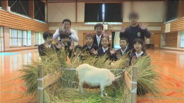 日本鹿兒島一間小學迎接特別「新生」