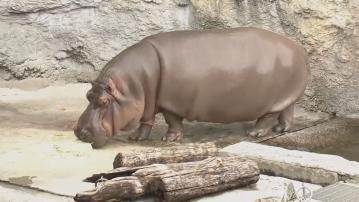 大阪動物園一隻河馬多年來被誤會是雄性