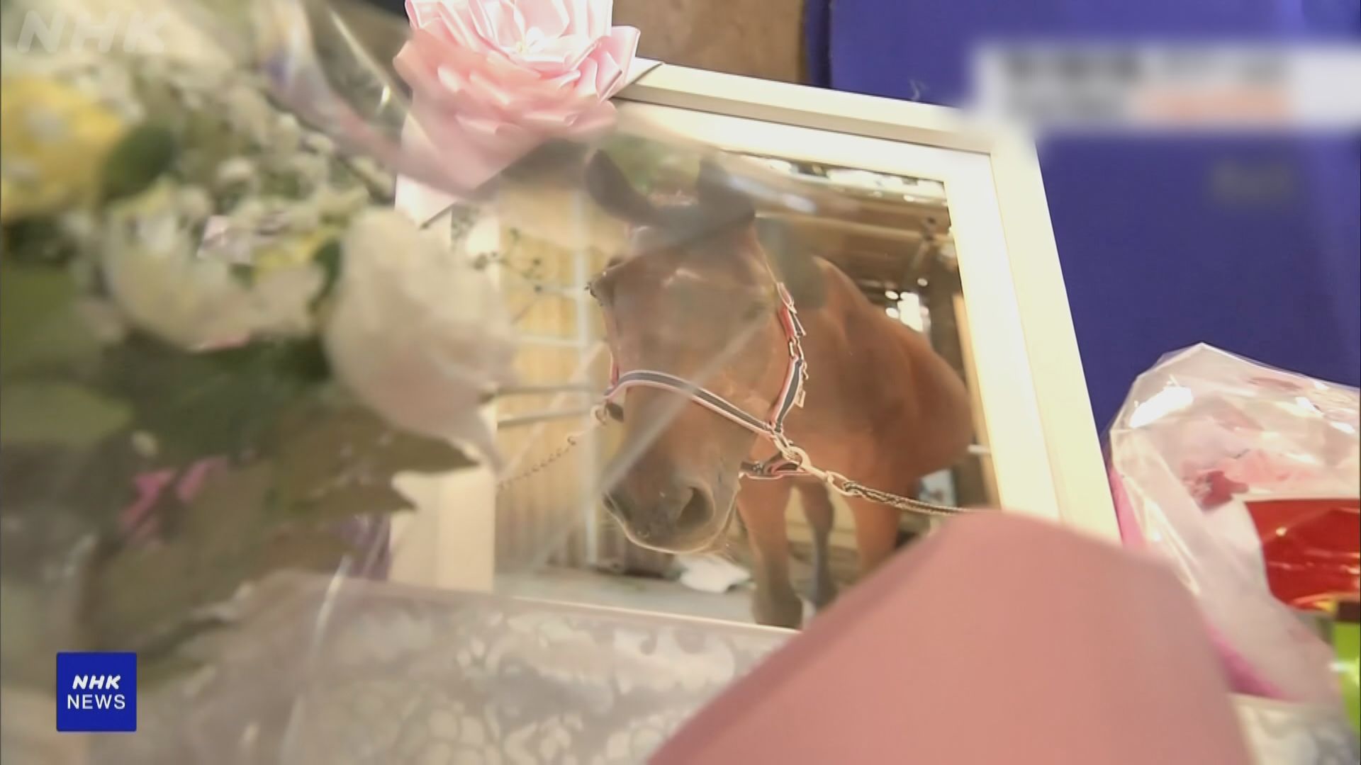 日本最弱賽馬「春麗」逝世　競賽生涯未獲一勝反而大受歡迎(郭寶鴻報道)