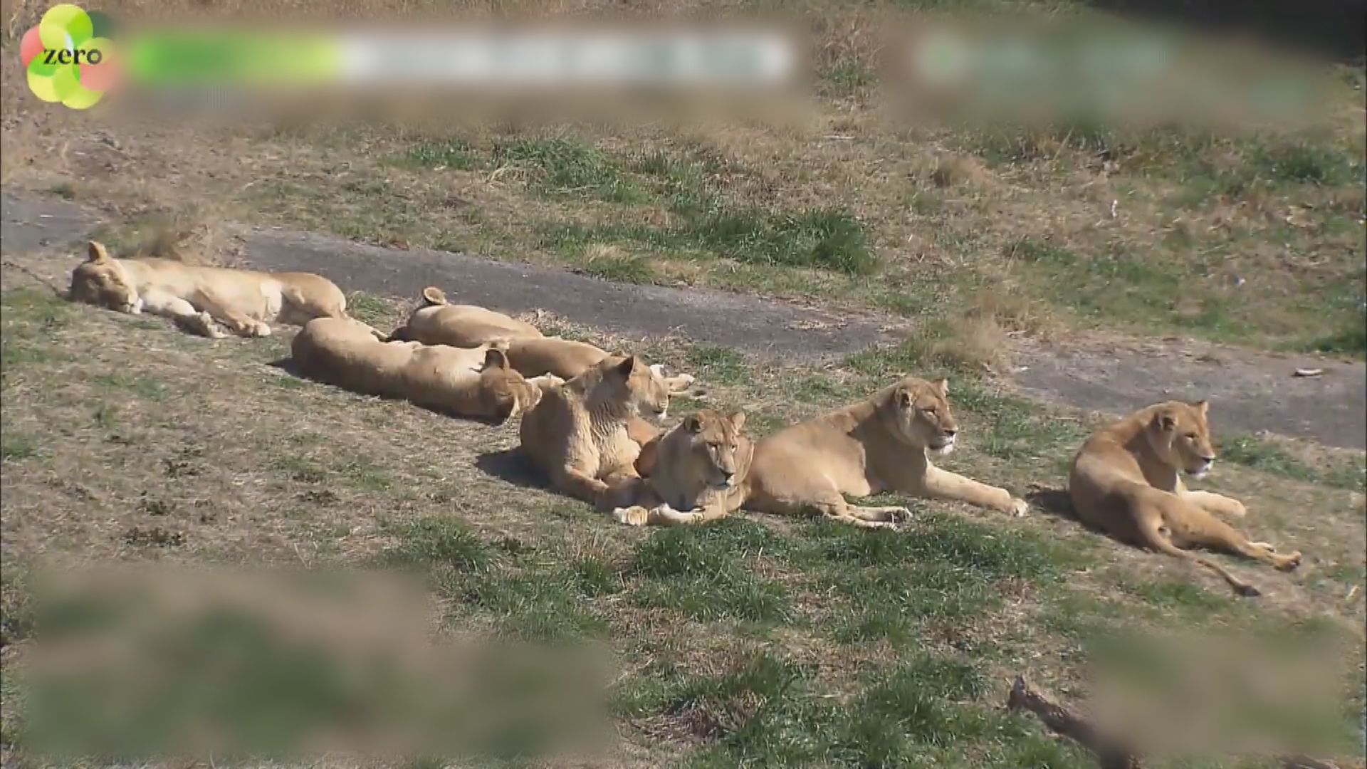 日本兩隻獅子感染新冠病毒後死亡