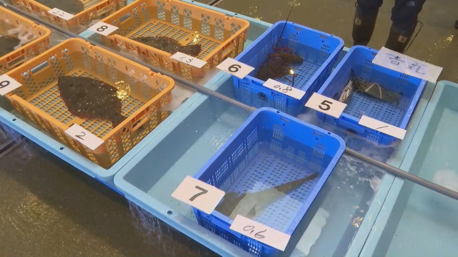 核污水排海翌日 福島魚市場漁獲輻射未有超標  民眾改購外國海產