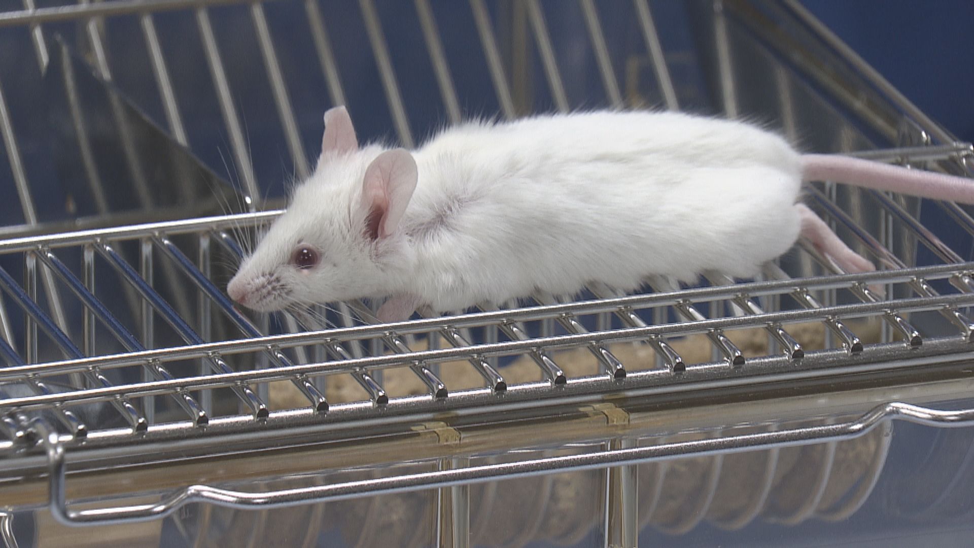 同性繁殖研究突破：一隻老鼠來自兩個父親